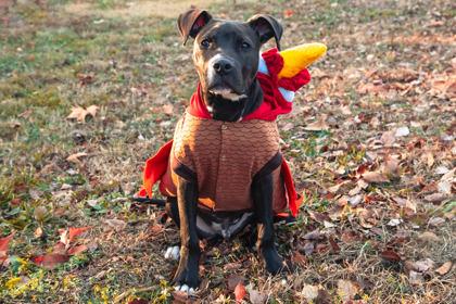 Enlarge Pip, a Adoptable mixed breed in Greenville, SC image 3/3