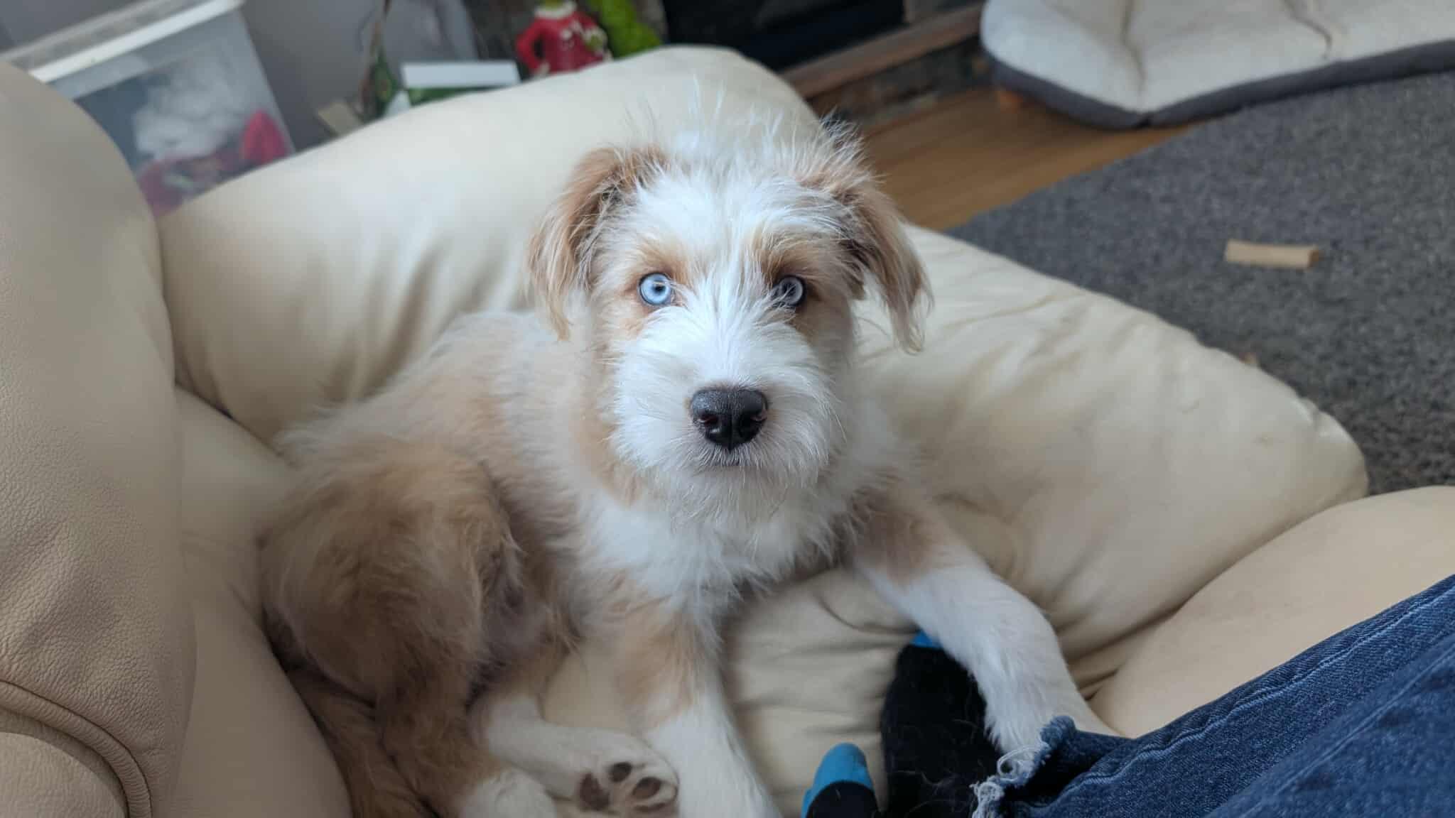 Everette, adopted, Young Male Terrier.