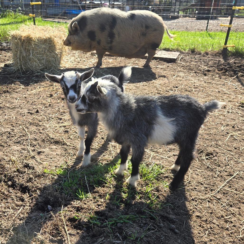 Enlarge Fries, a Adoptable Nigerian Dwarf in Waggaman, LA image 1/3