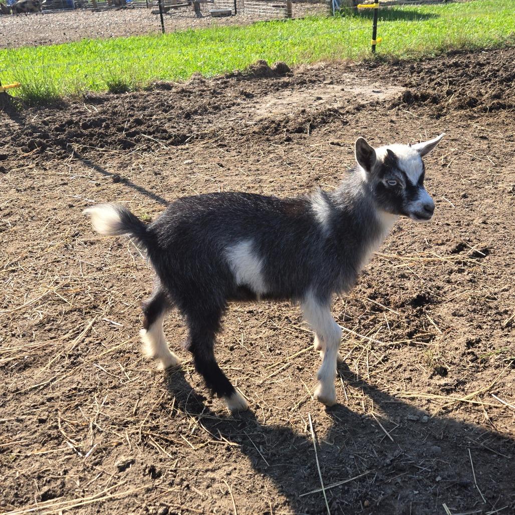 Enlarge Fries, a Adoptable Nigerian Dwarf in Waggaman, LA image 2/3
