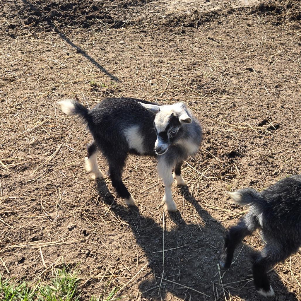 Enlarge Fries, a Adoptable Nigerian Dwarf in Waggaman, LA image 3/3