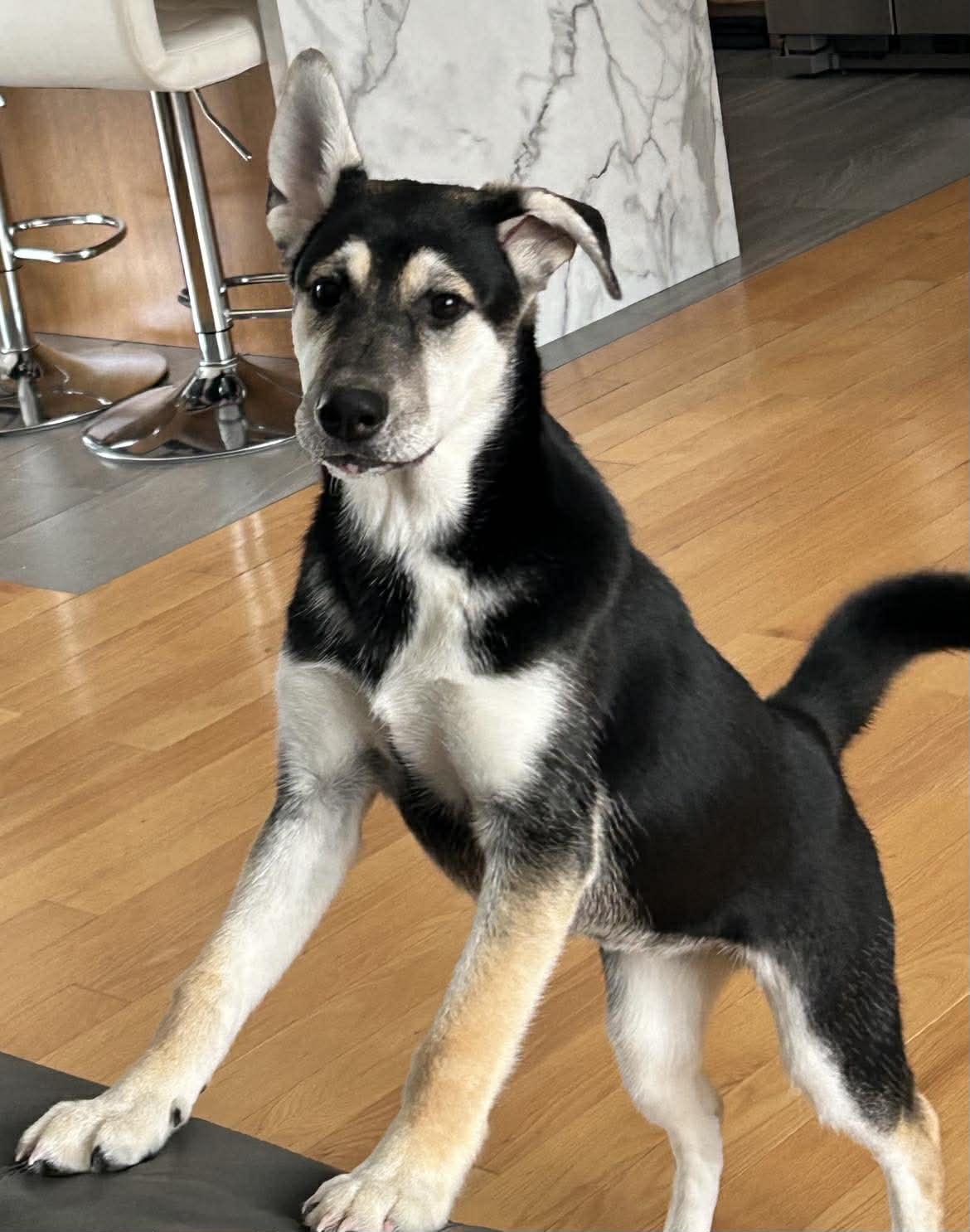 Mica 25-234, ADOPTABLE, Young Female Siberian Husky.