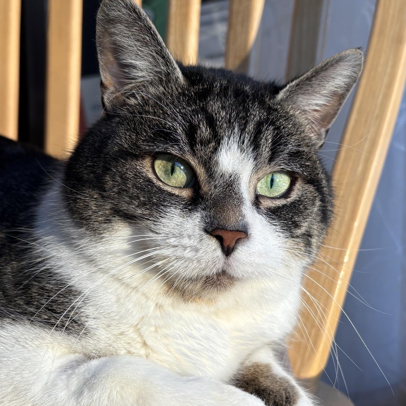 Tonka, ADOPTABLE, Adult Male Domestic Short Hair.