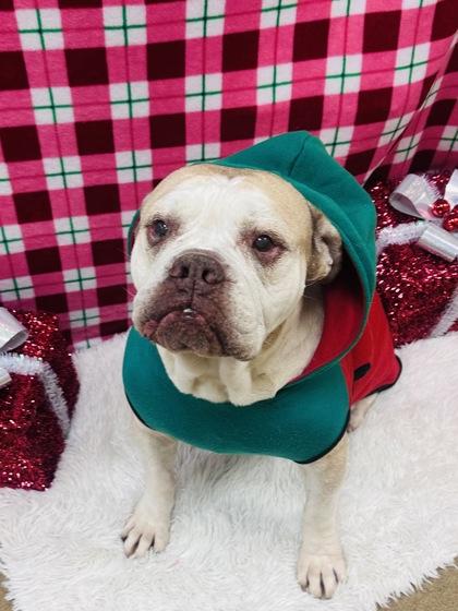Thanos, Adoptable, Senior Male English Bulldog & Mixed Breed.