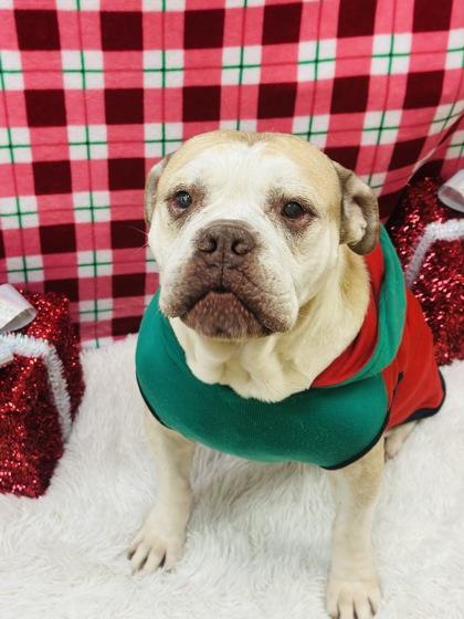 Enlarge Thanos, a Adoptable mixed breed in Cedar Hill, TX image 2/3