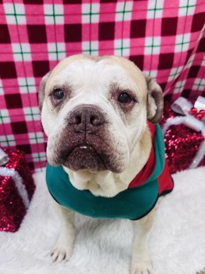 Enlarge Thanos, a Adoptable mixed breed in Cedar Hill, TX image 3/3