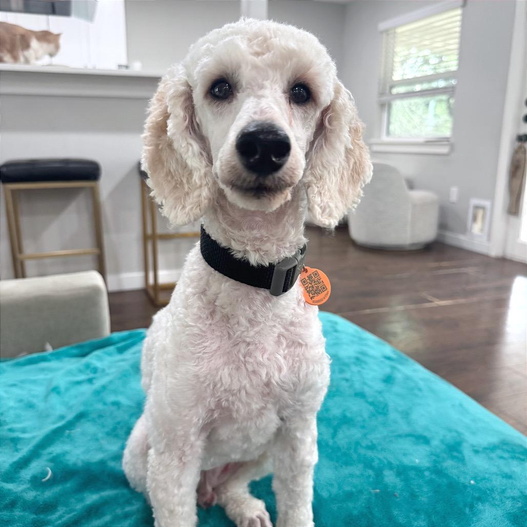 Lucius, Adoptable, Adult Male Miniature Poodle.