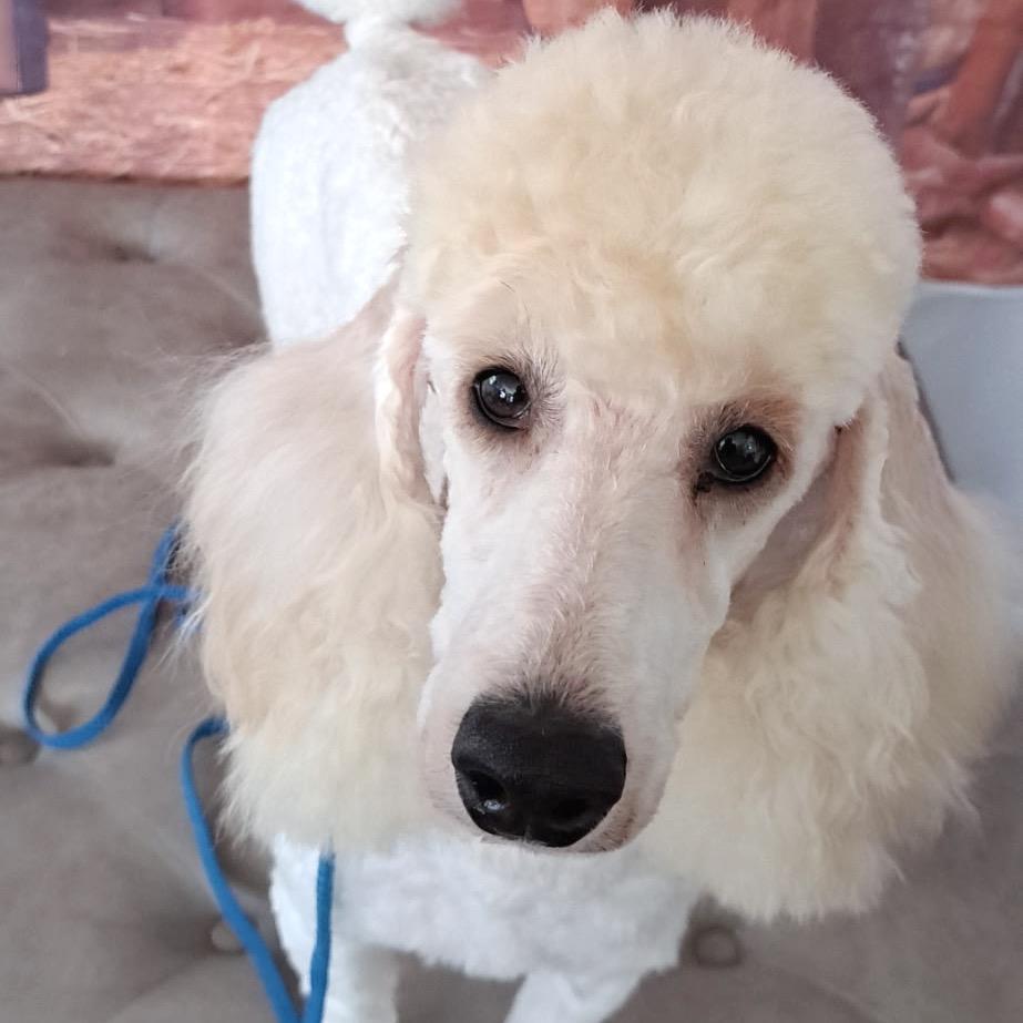 Enlarge Lucius, a Adoptable Miniature Poodle in Austin, TX image 2/4