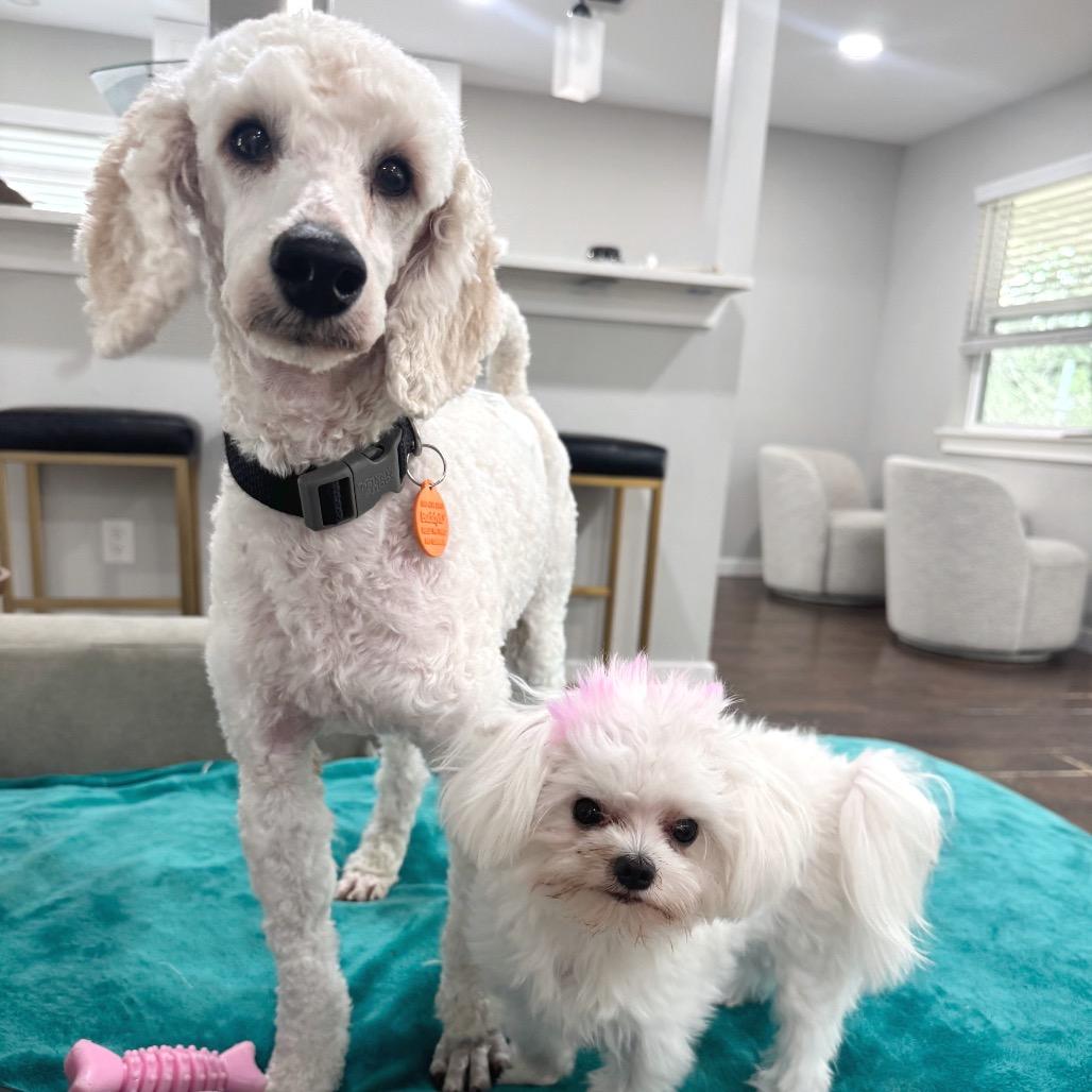 Enlarge Lucius, a Adoptable Miniature Poodle in Austin, TX image 3/4