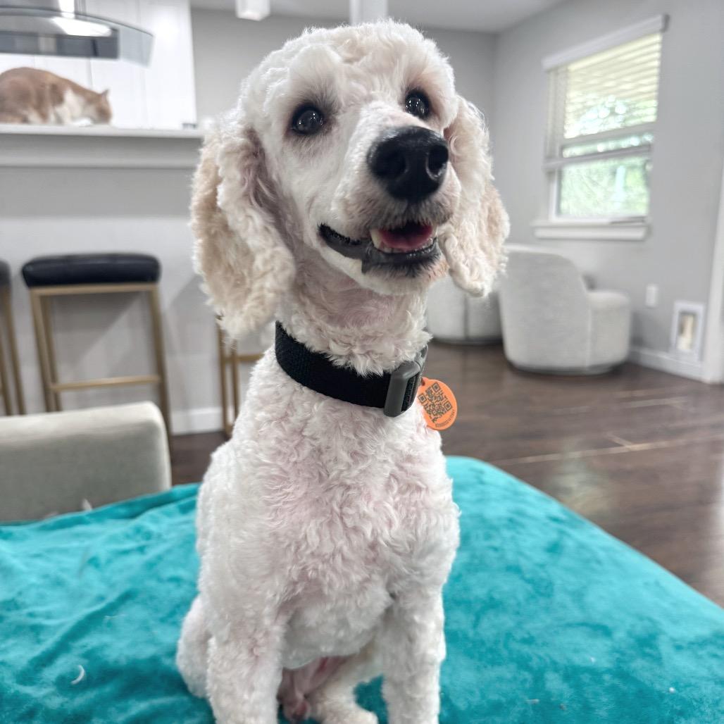 Enlarge Lucius, a Adoptable Miniature Poodle in Austin, TX image 4/4