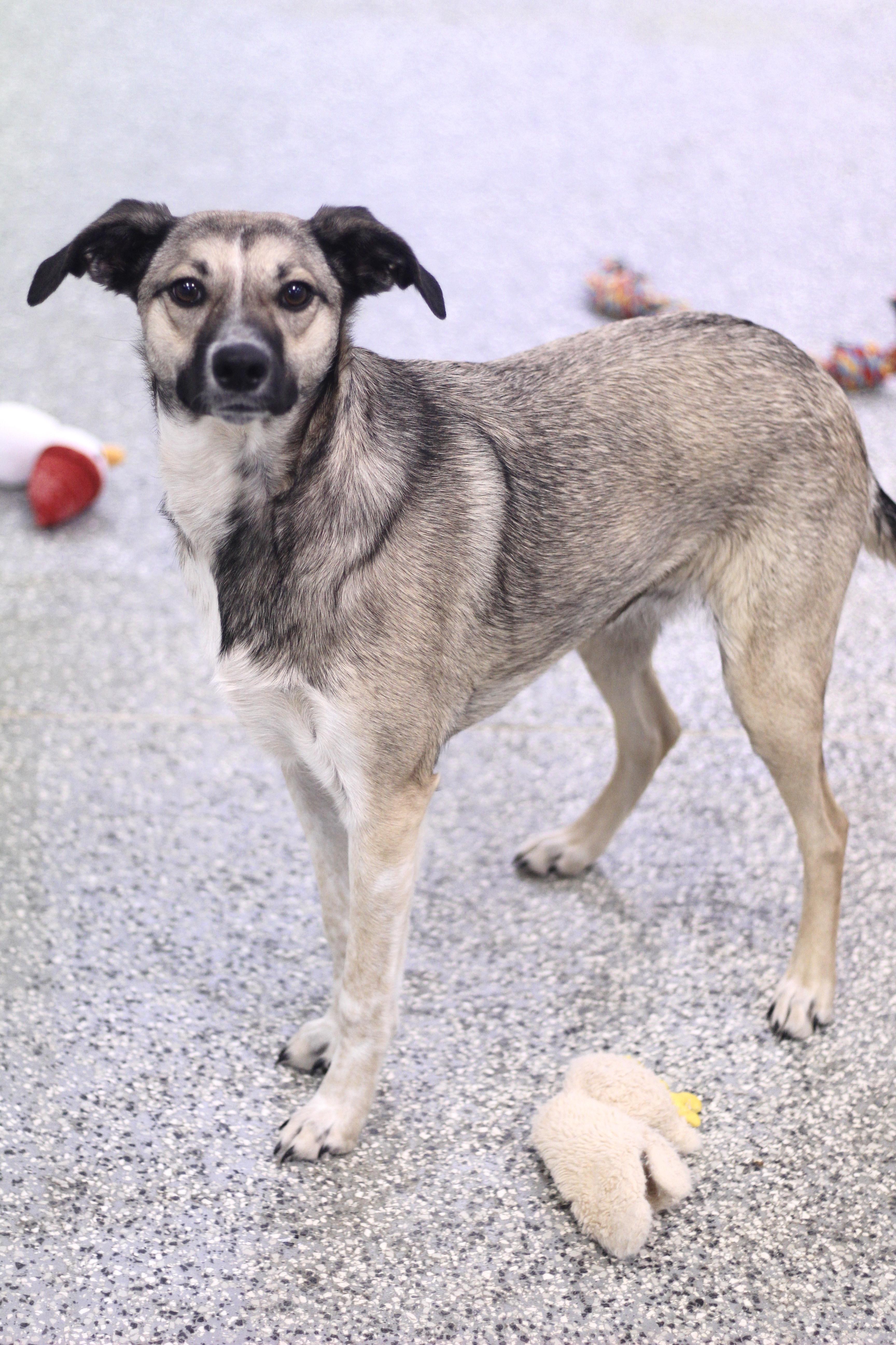 Enlarge Waived Fee! Bravery in NH! Come Meet our Adoptable Dogs Wednesday-Saturday. More info in Bio!, a ADOPTABLE mixed breed in Manchester, NH image 2/2