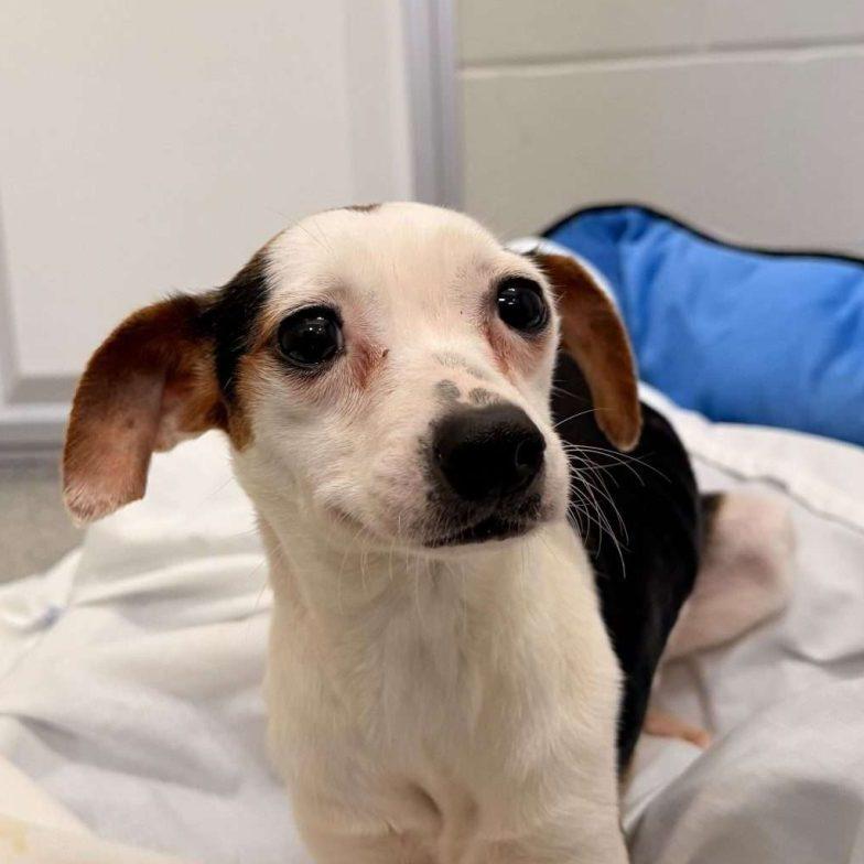 Enlarge Petunia, a Adoptable Mixed Breed in Media, PA image 1/1