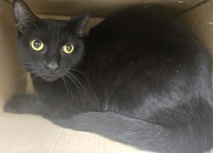 Pastrami, Adoptable, Senior Male Domestic Short Hair & Domestic Short Hair.