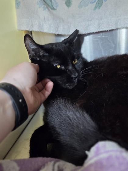 Enlarge Pastrami, a Adoptable mixed breed in Westland, MI image 1/3