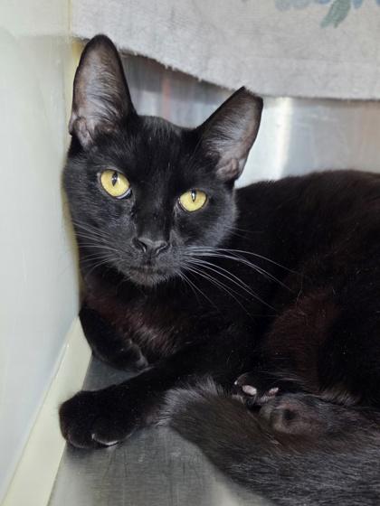 Enlarge Pastrami, a Adoptable mixed breed in Westland, MI image 2/3