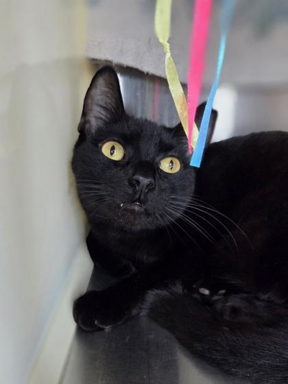 Enlarge Pastrami, a Adoptable mixed breed in Westland, MI image 3/3