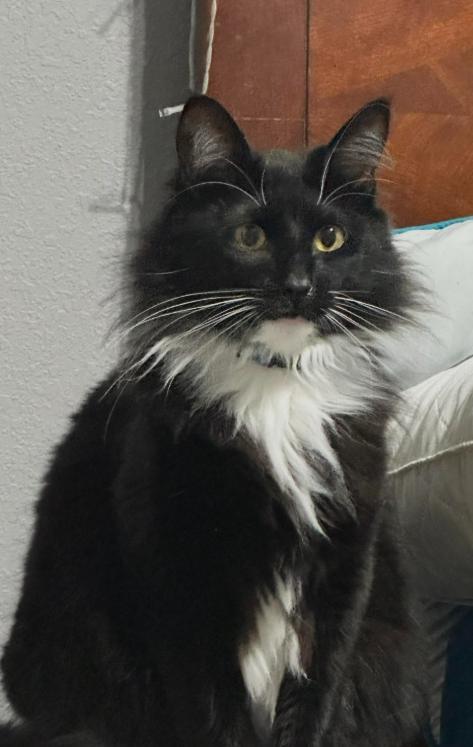 Mosey, adopted, Adult Male Domestic Long Hair.