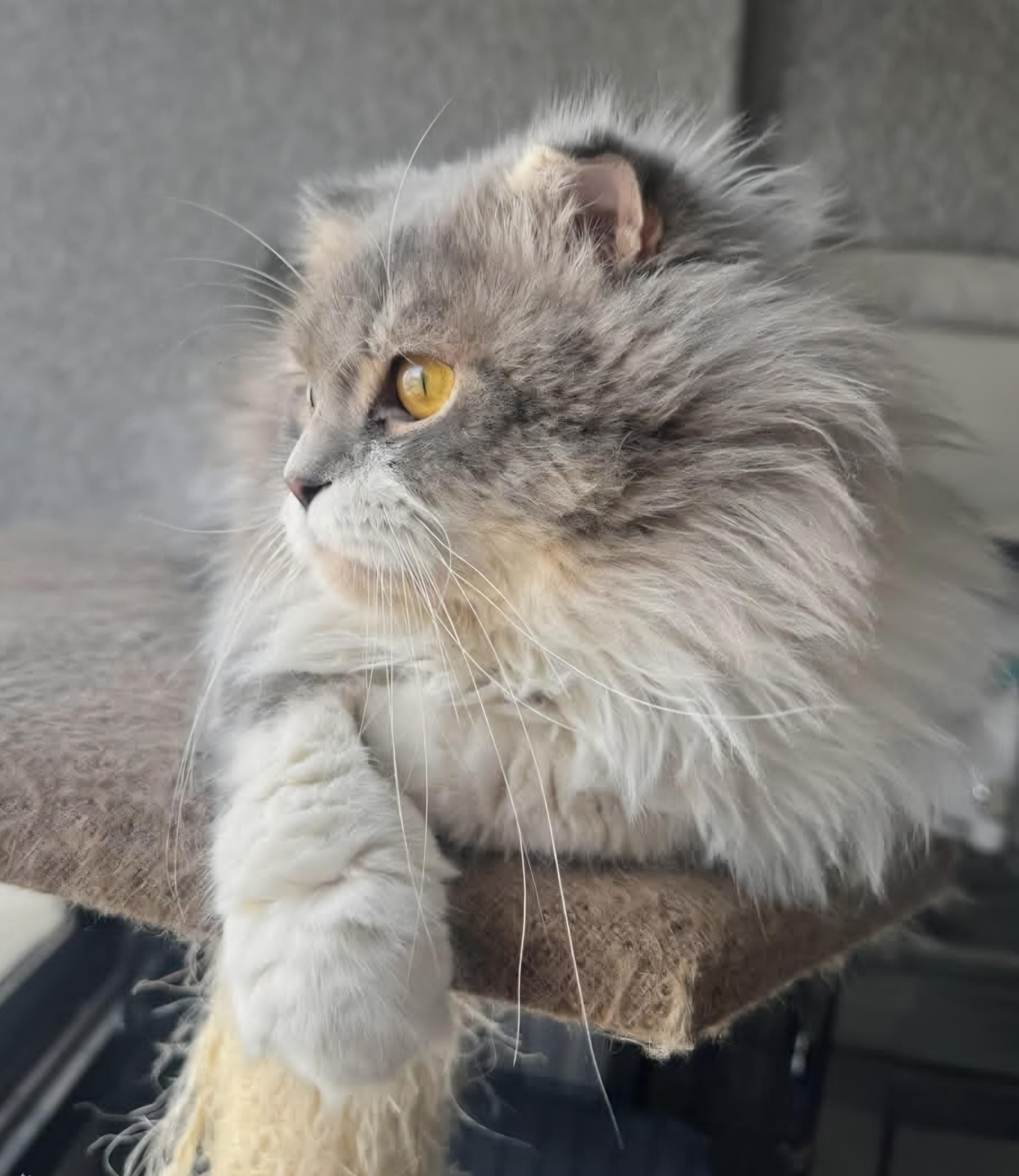 Enlarge Benito, a Adopted Scottish Fold in Snow Hill, MD image 3/4