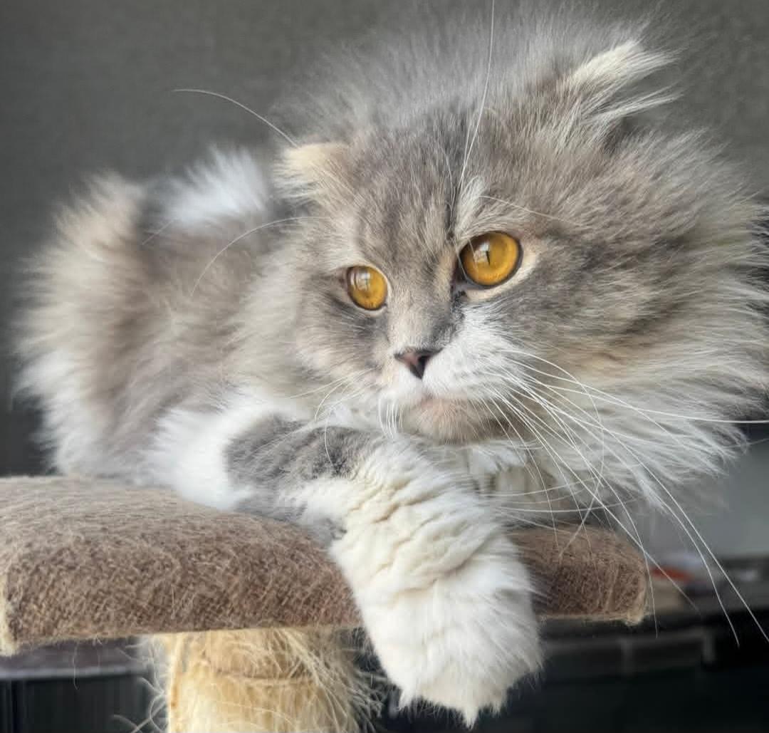 Enlarge Benito, a Adopted Scottish Fold in Snow Hill, MD image 4/4