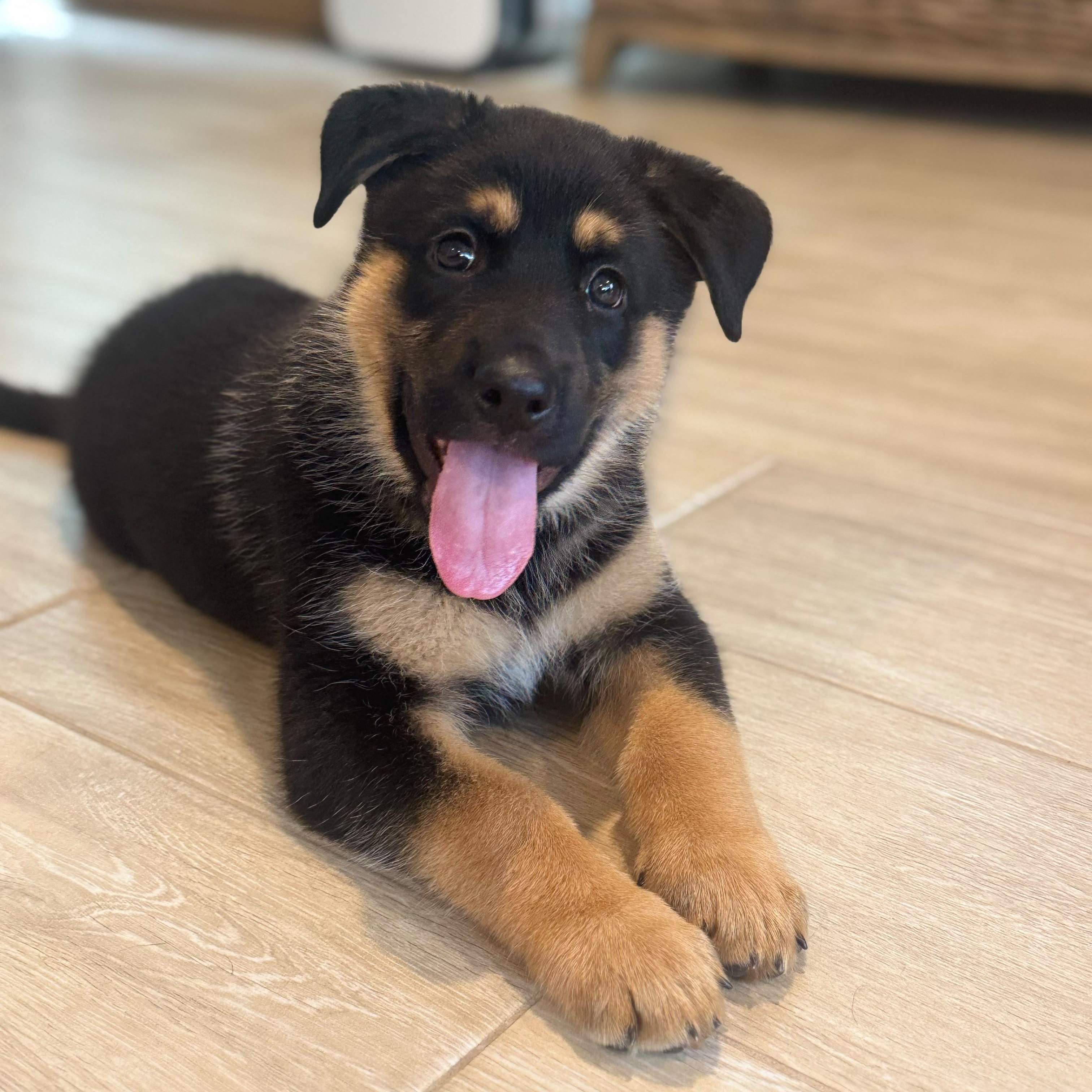 Pluto, an adopted mixed breed in Houston, TX image 1/4