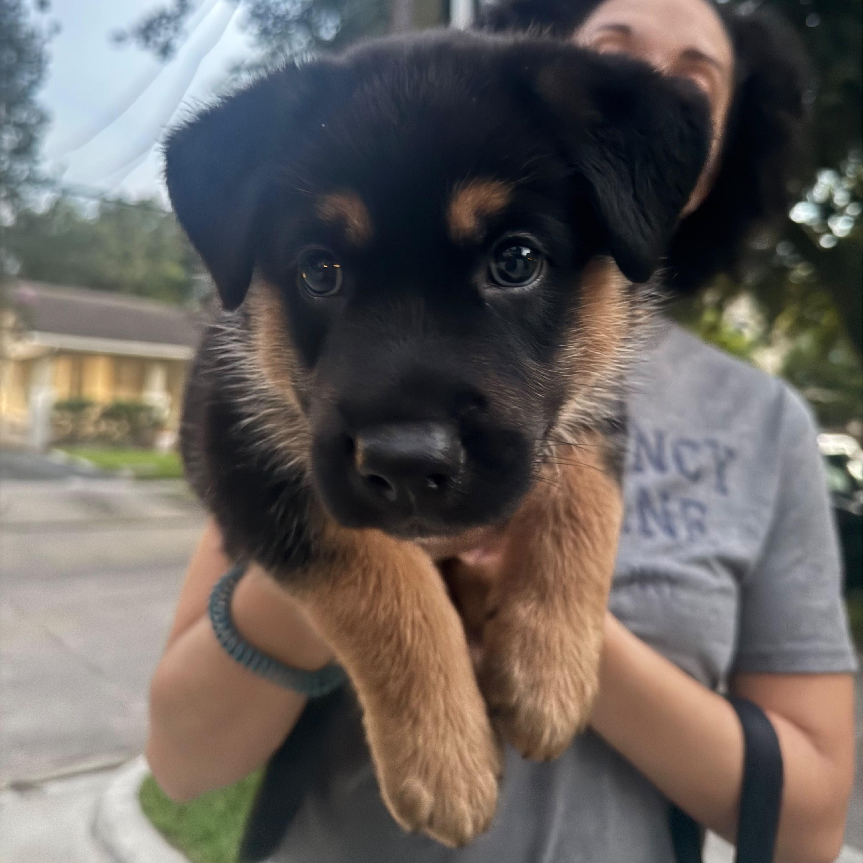 Pluto, an adopted mixed breed in Houston, TX image 3/4