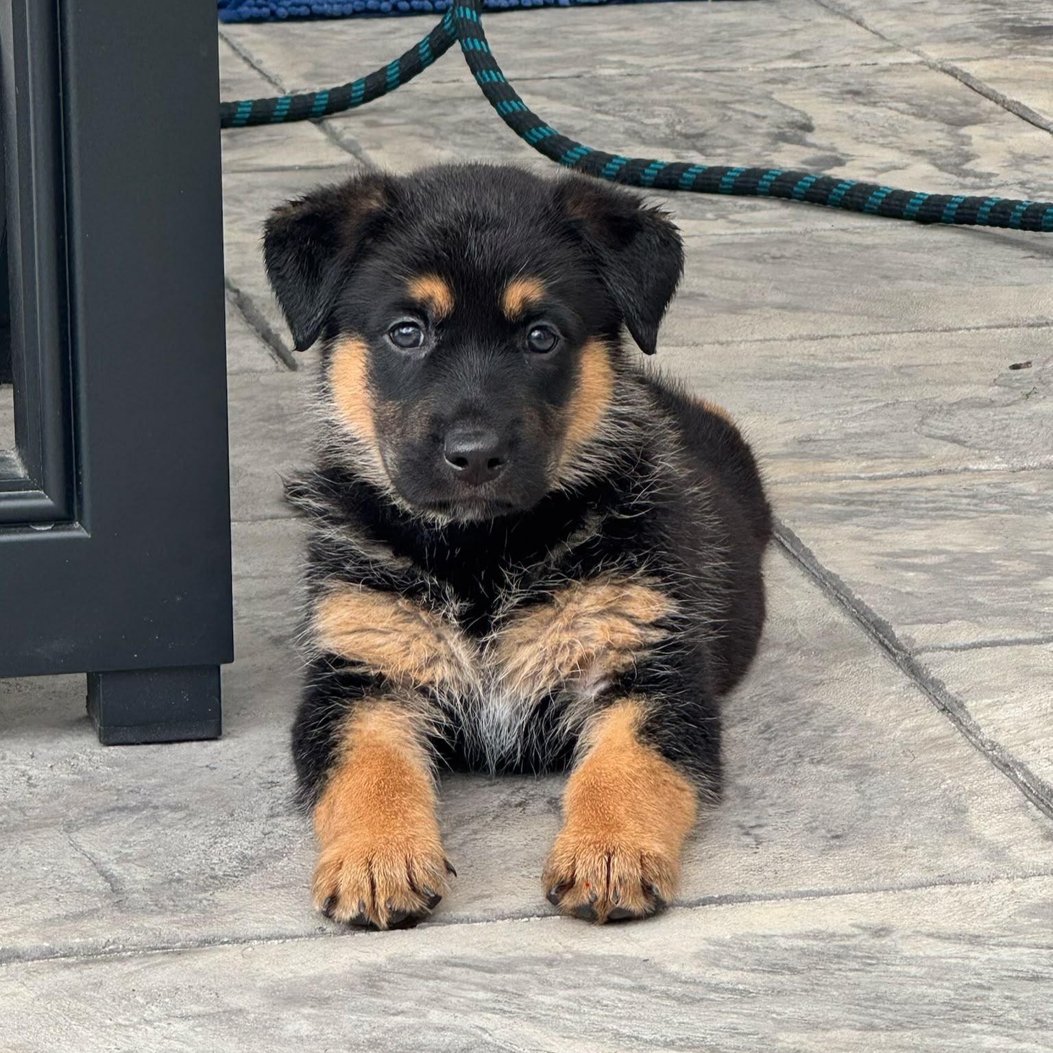 Pluto, an adopted mixed breed in Houston, TX image 2/4