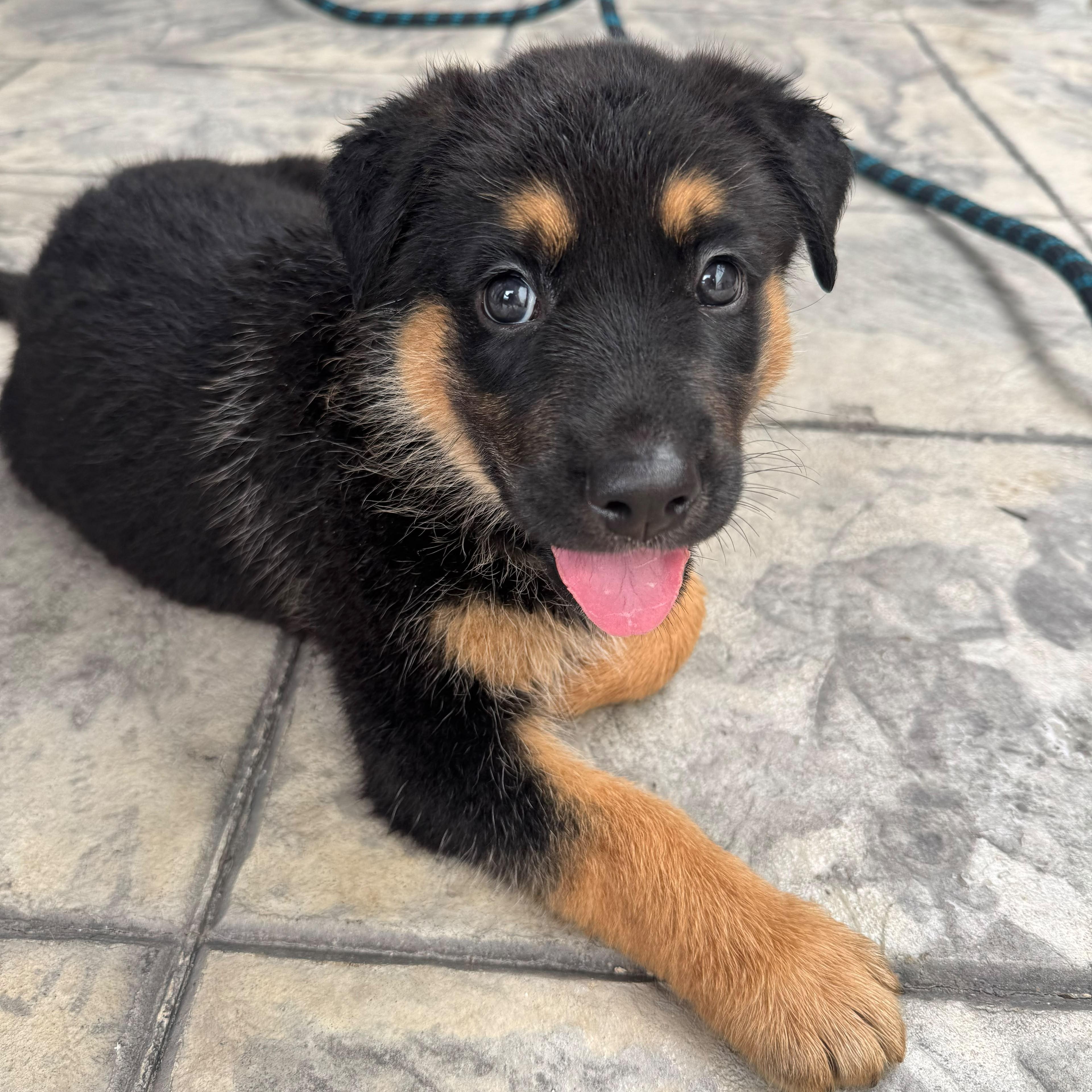Pluto, an adopted mixed breed in Houston, TX image 4/4