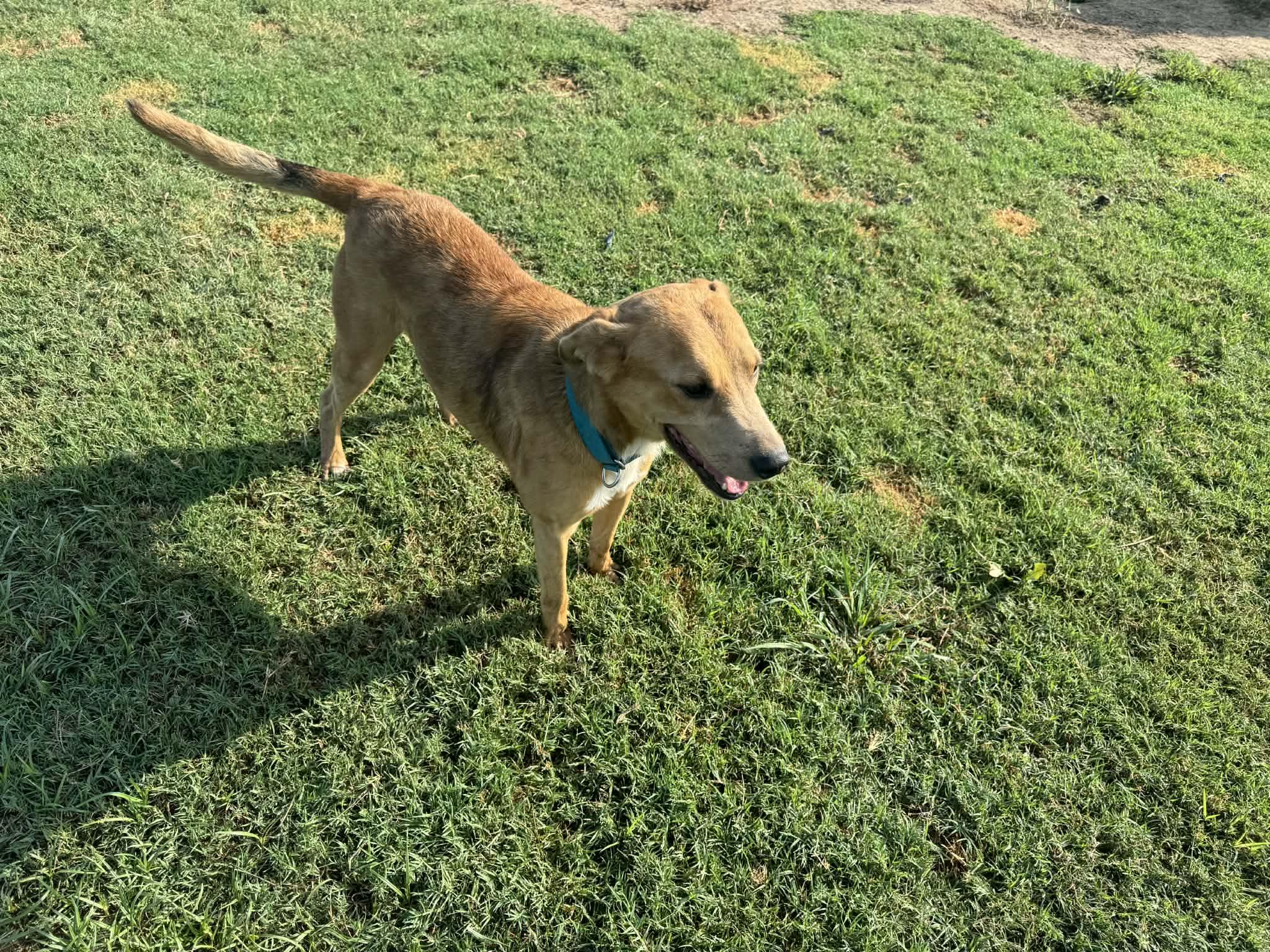Enlarge Bear, a Adoptable mixed breed in Denver, CO image 2/3