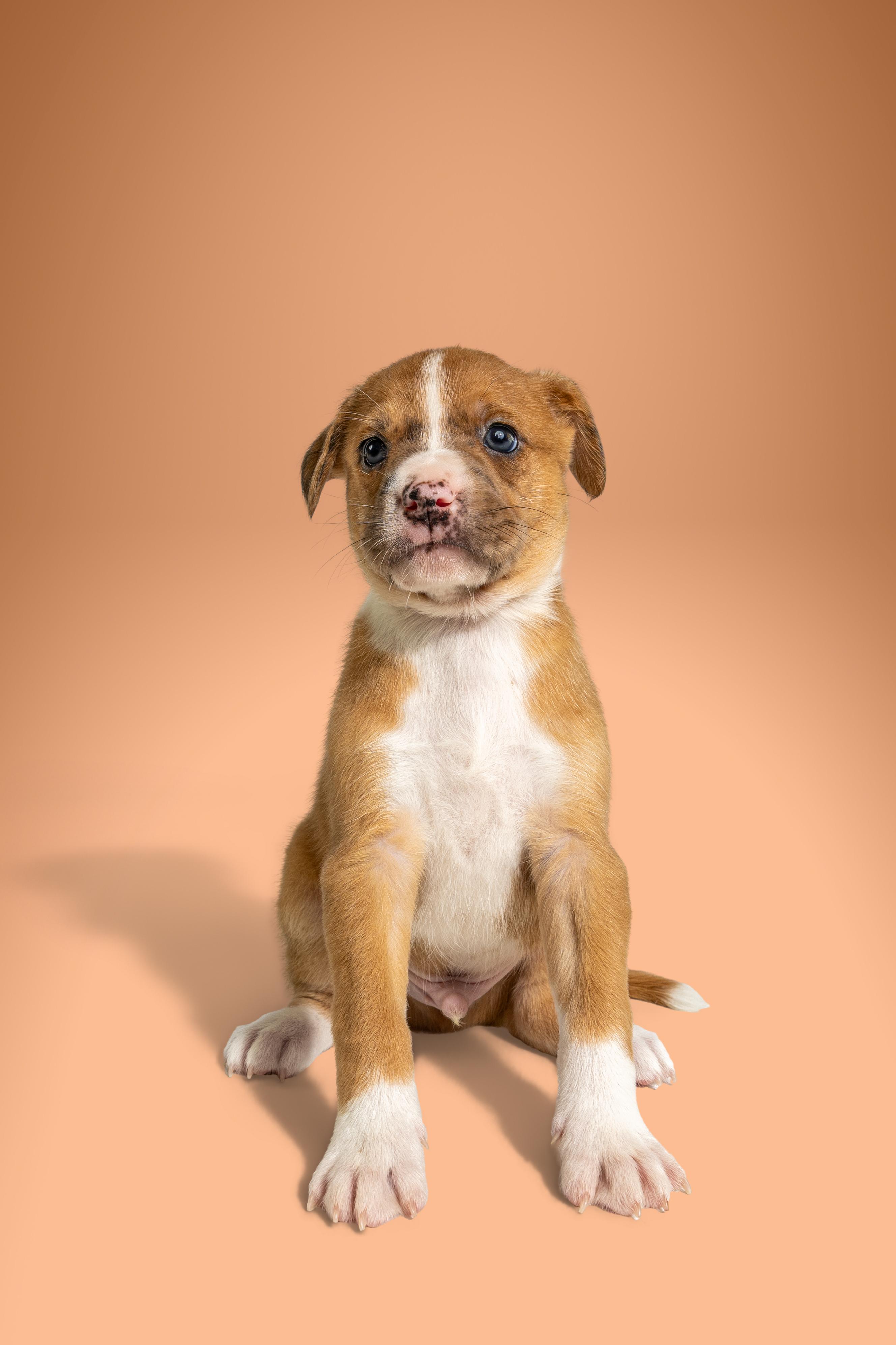 Bro Joe, ADOPTABLE, Puppy Male Boxer & Labrador Retriever.