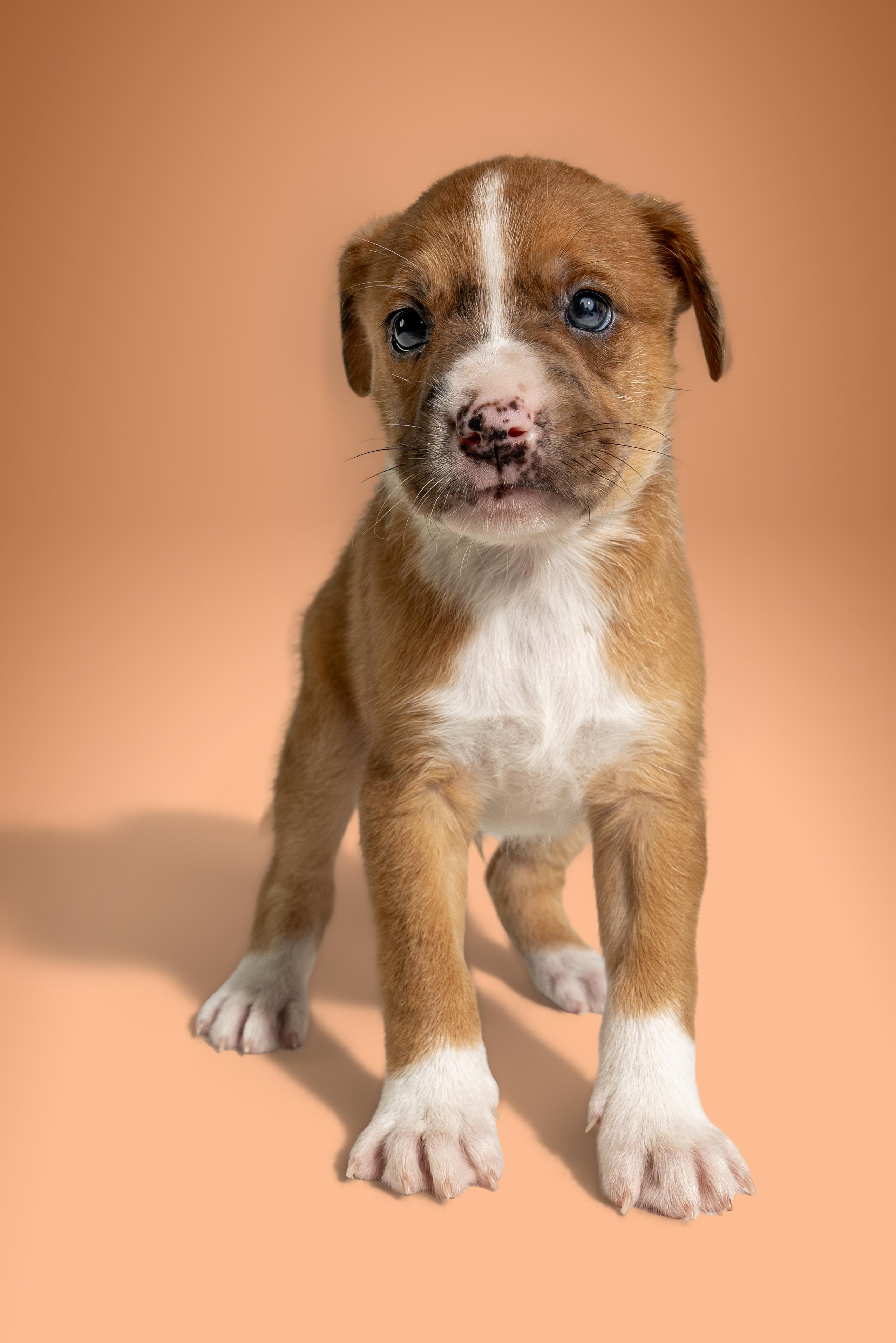Enlarge Bro Joe, a ADOPTABLE mixed breed in Simsbury, CT image 3/3