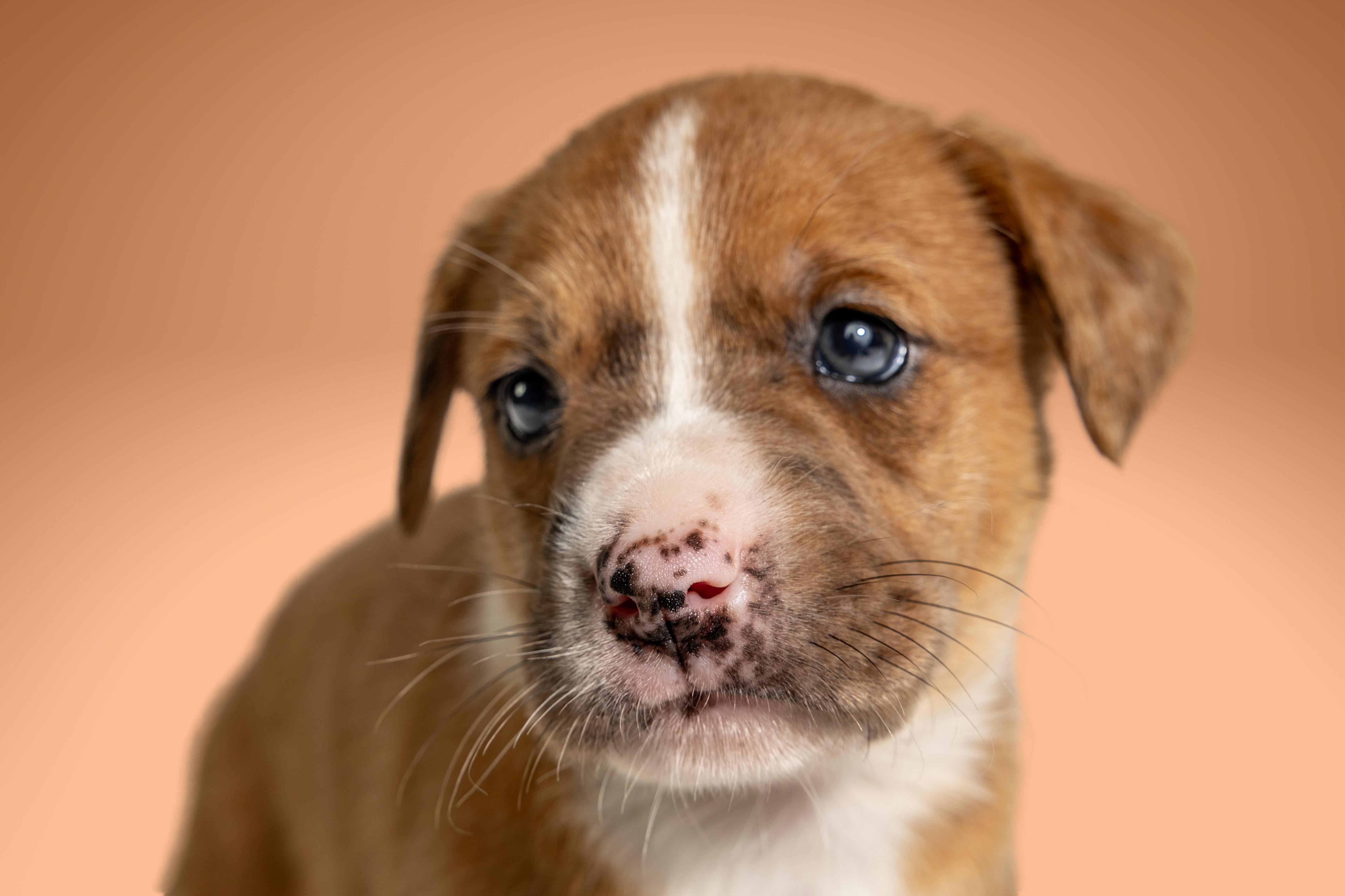 Enlarge Bro Joe, a ADOPTABLE mixed breed in Simsbury, CT image 2/3
