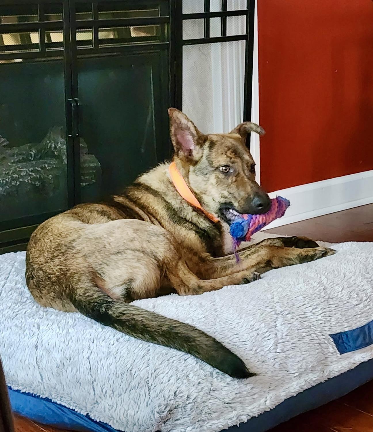 RANGER, a ADOPTABLE Dutch Shepherd in Media, PA image 4/5