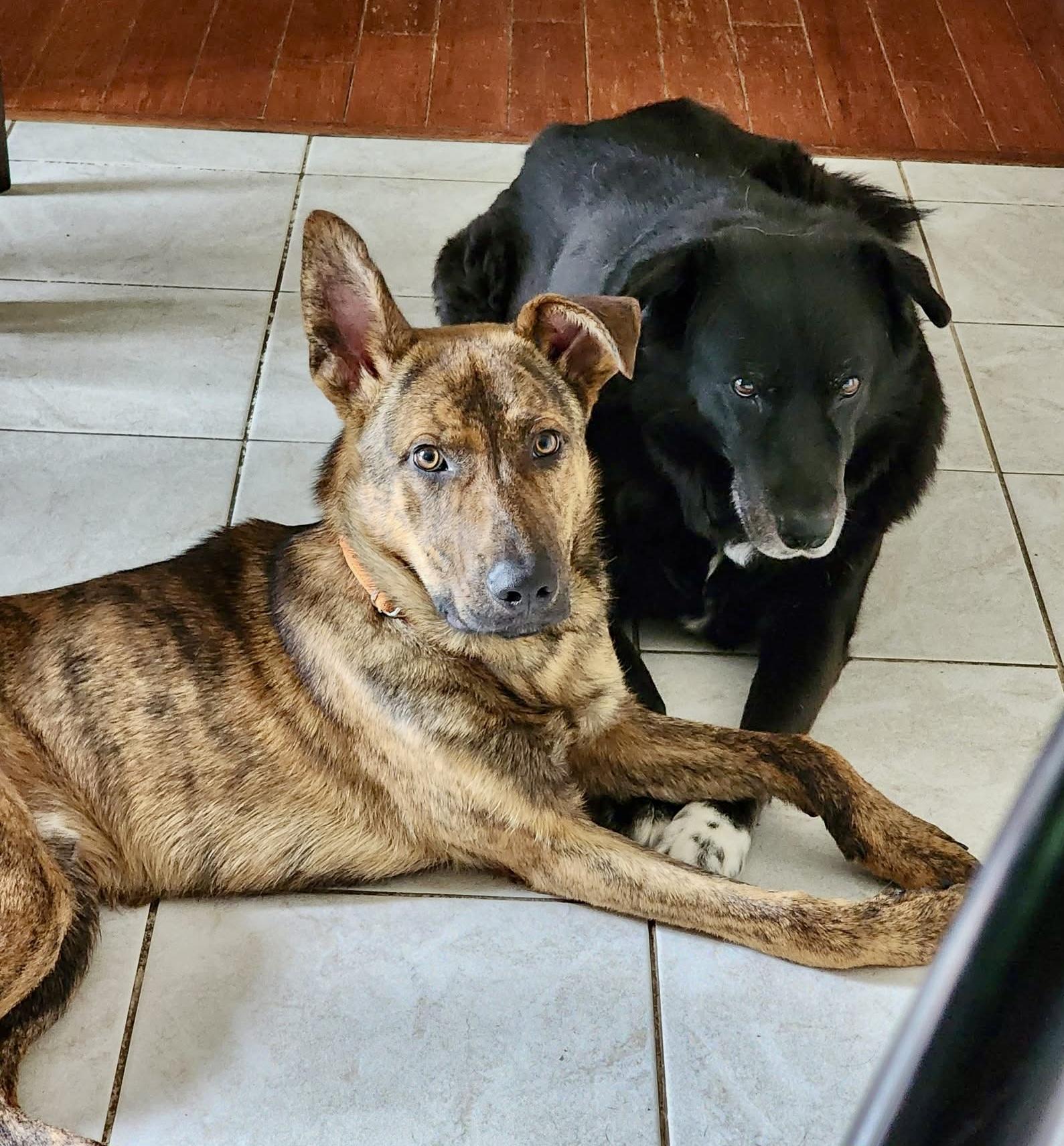 RANGER, a ADOPTABLE Dutch Shepherd in Media, PA image 5/5