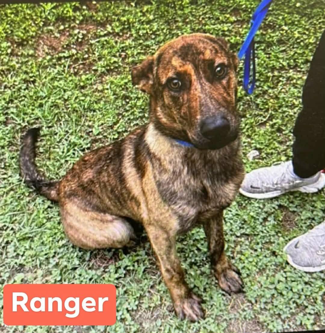 RANGER, a ADOPTABLE Dutch Shepherd in Media, PA image 1/5