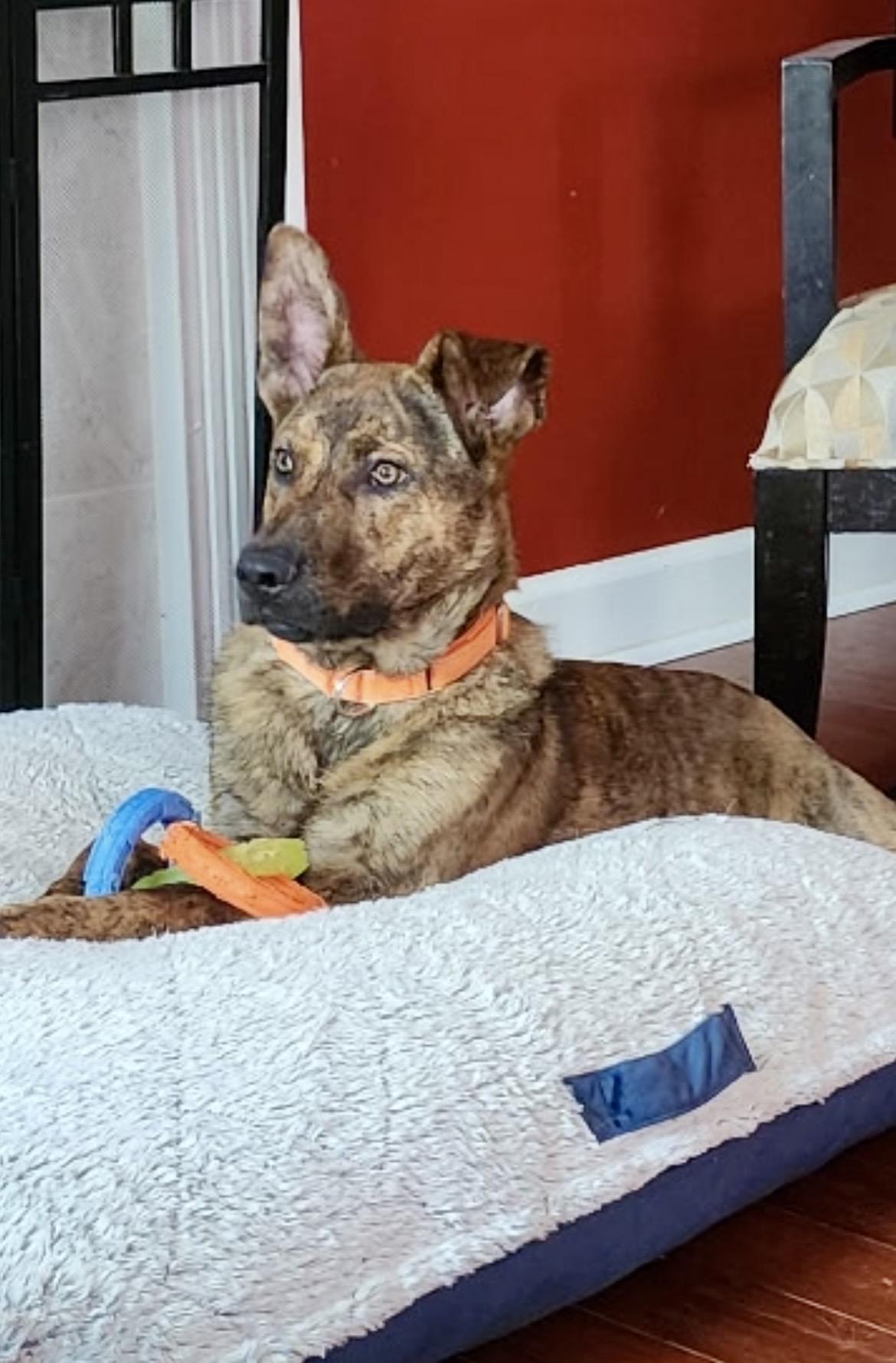RANGER, a ADOPTABLE Dutch Shepherd in Media, PA image 2/5