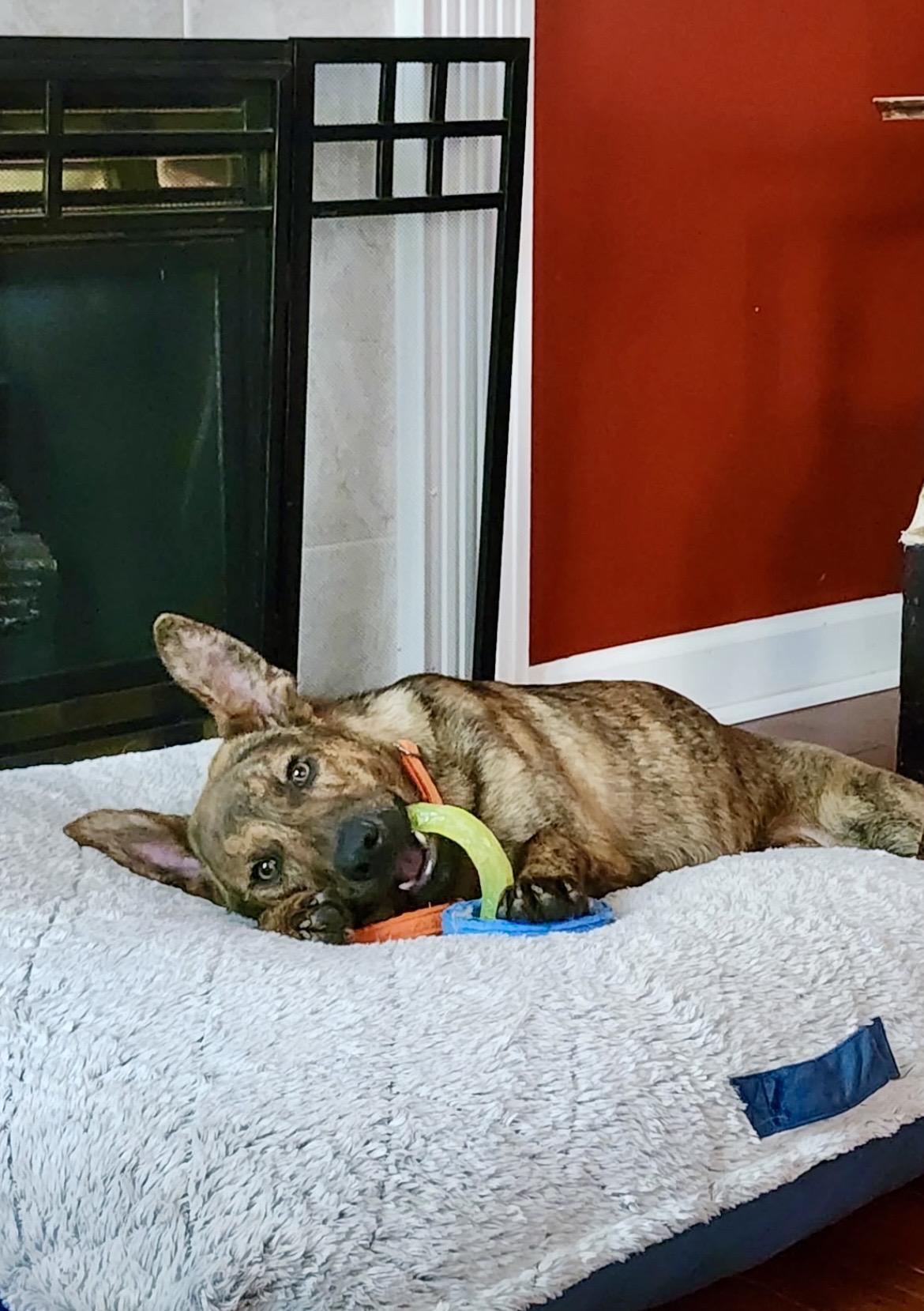 RANGER, a ADOPTABLE Dutch Shepherd in Media, PA image 3/5