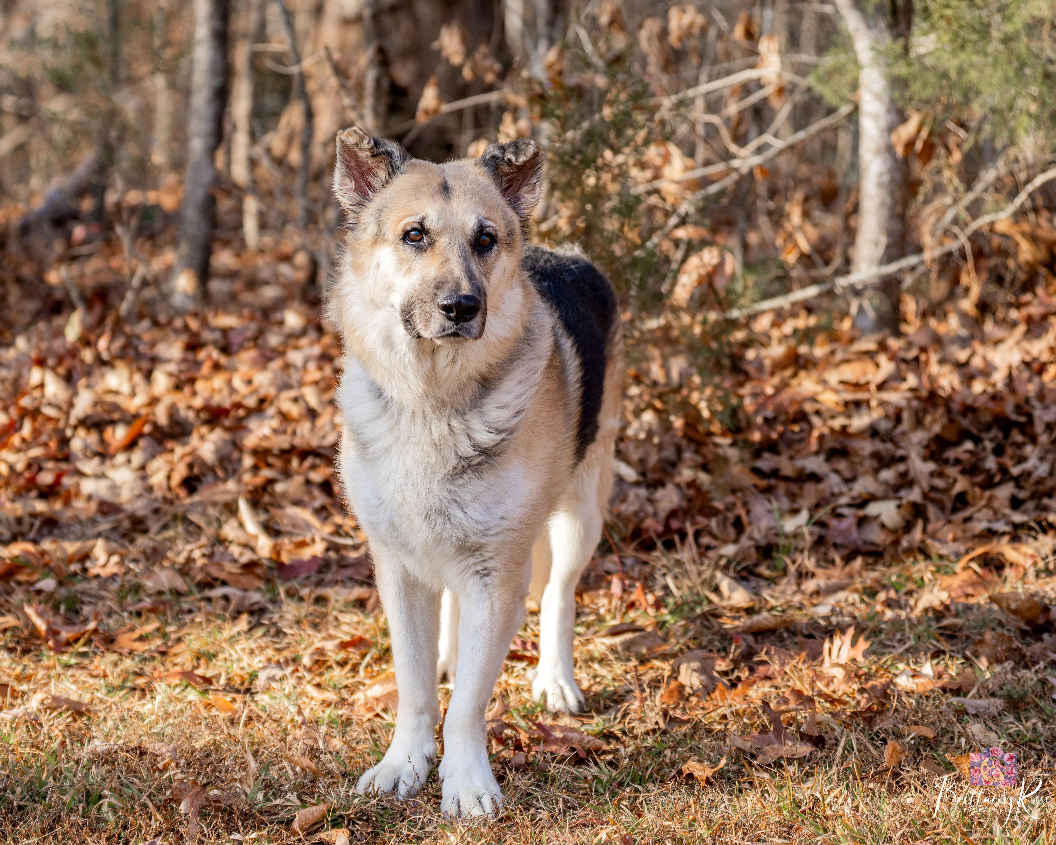 Enlarge Storm , a ADOPTABLE German Shepherd Dog in Powhatan, VA image 2/3