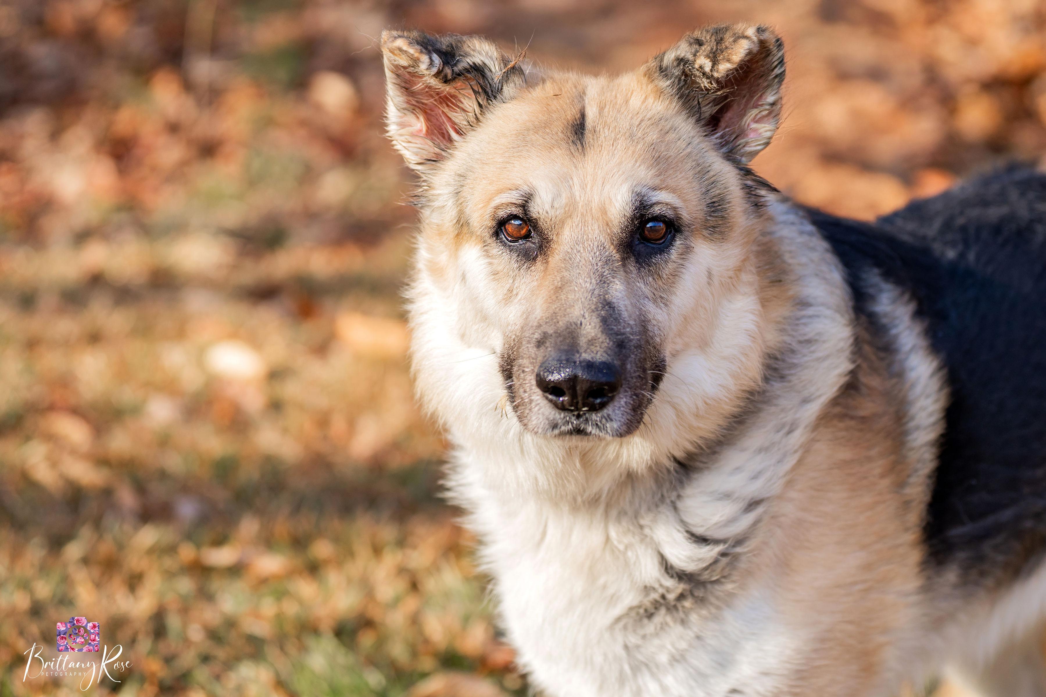 Enlarge Storm , a ADOPTABLE German Shepherd Dog in Powhatan, VA image 1/3