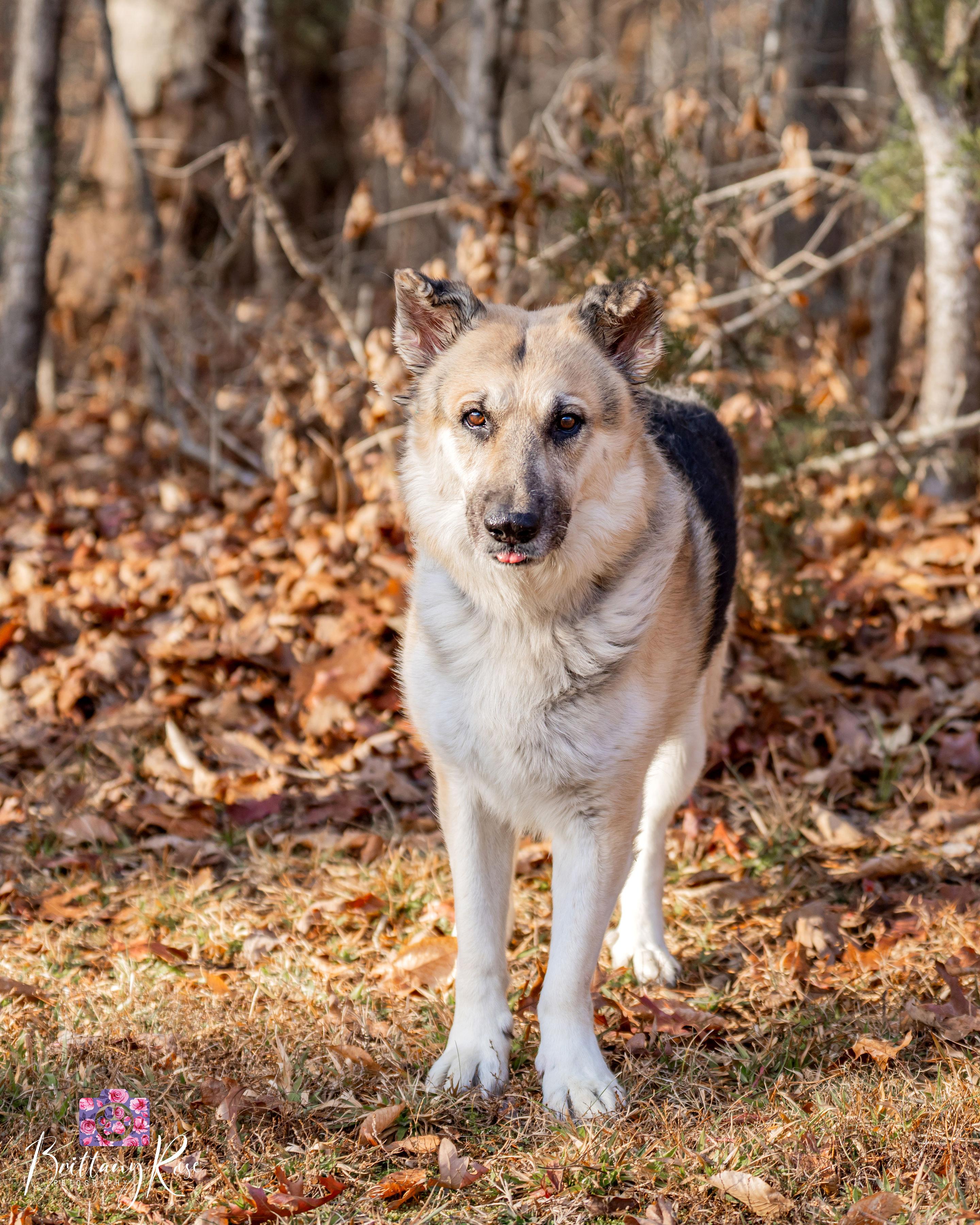 Enlarge Storm , a ADOPTABLE German Shepherd Dog in Powhatan, VA image 3/3