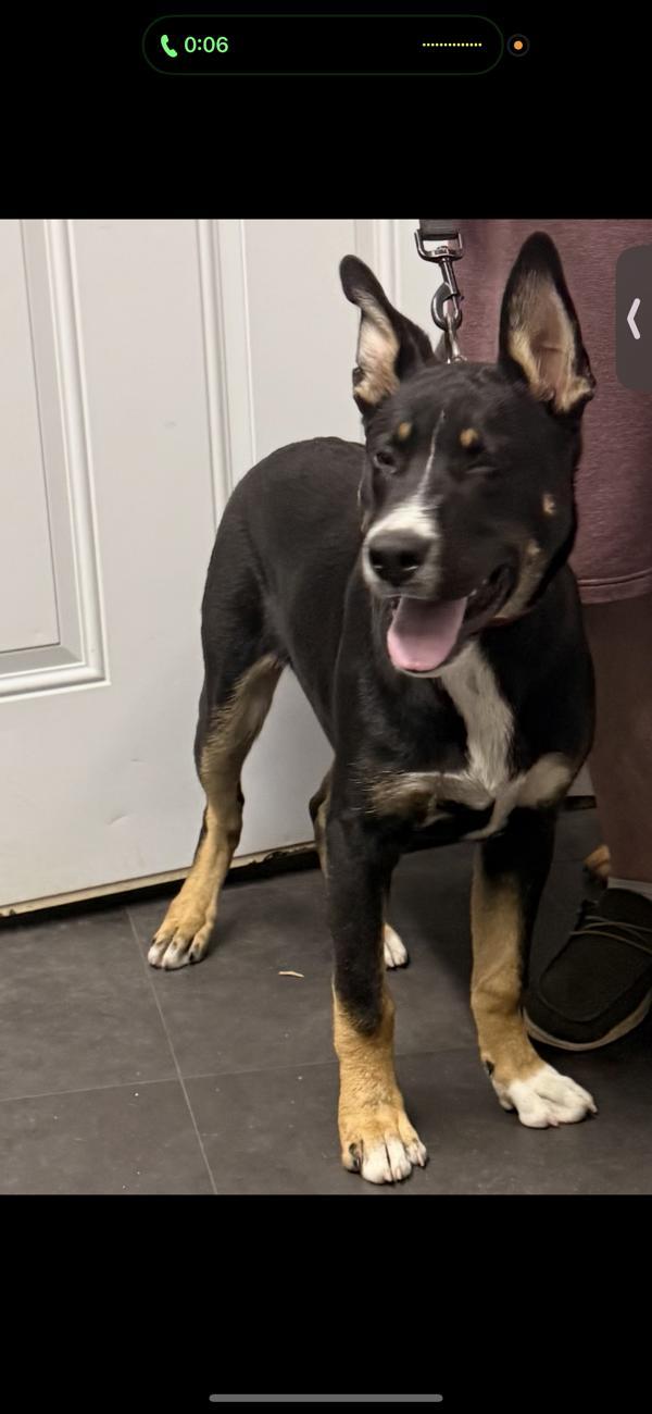 Dakota, Adoptable, Adult Male Australian Kelpie.