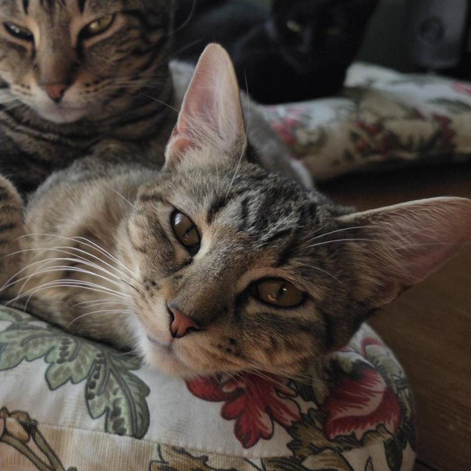 Mabel, Adoptable, Young Female Domestic Short Hair.