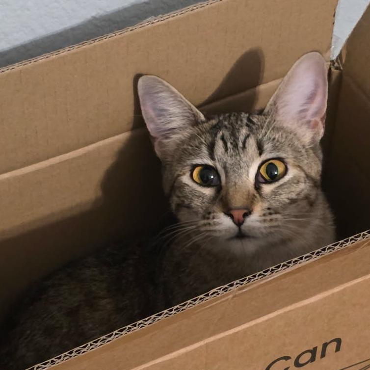 Enlarge Mabel, a Adoptable Domestic Short Hair in Houston, TX image 2/5