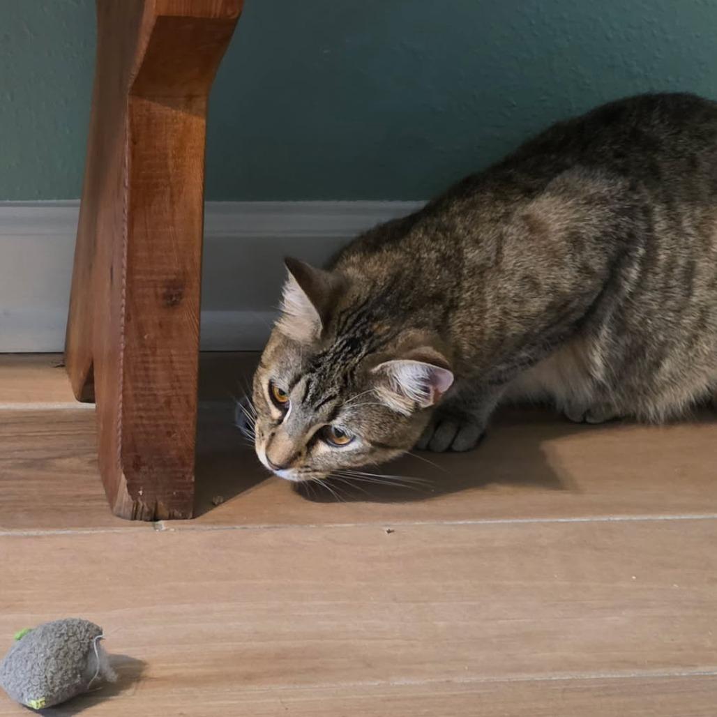 Enlarge Mabel, a Adoptable Domestic Short Hair in Houston, TX image 3/5