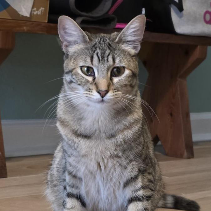 Enlarge Mabel, a Adoptable Domestic Short Hair in Houston, TX image 4/5