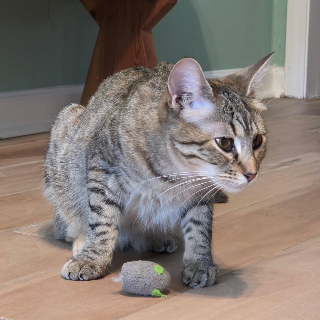 Enlarge Mabel, a Adoptable Domestic Short Hair in Houston, TX image 5/5