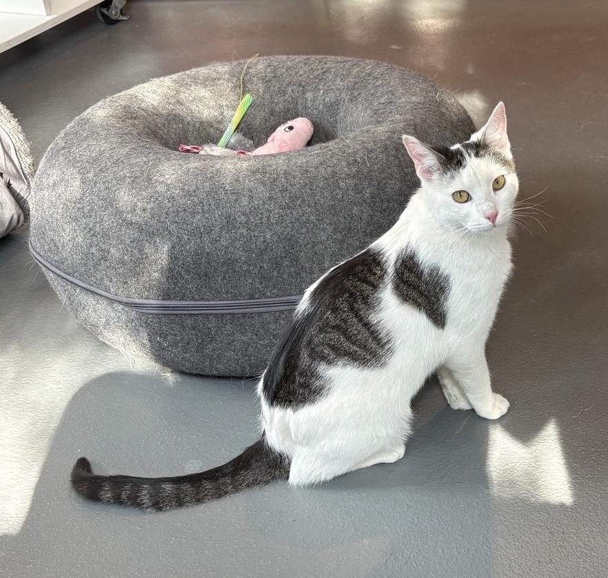 Enlarge Rory, an adoptable Domestic Short Hair in Ridgefield, CT image 5/5