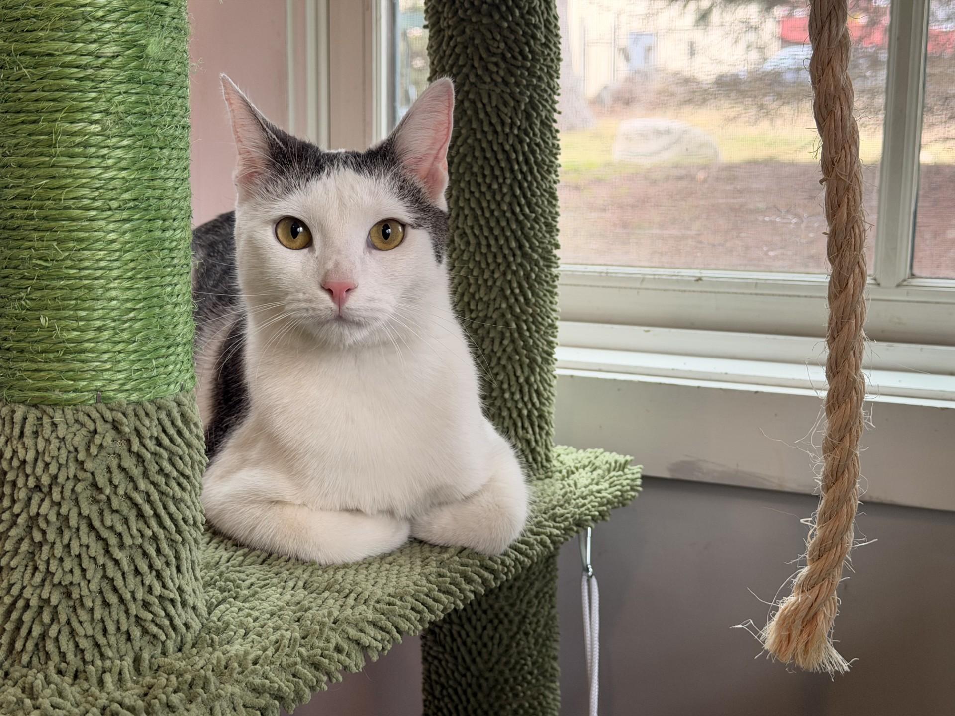 Enlarge Rory, an adoptable Domestic Short Hair in Ridgefield, CT image 6/6