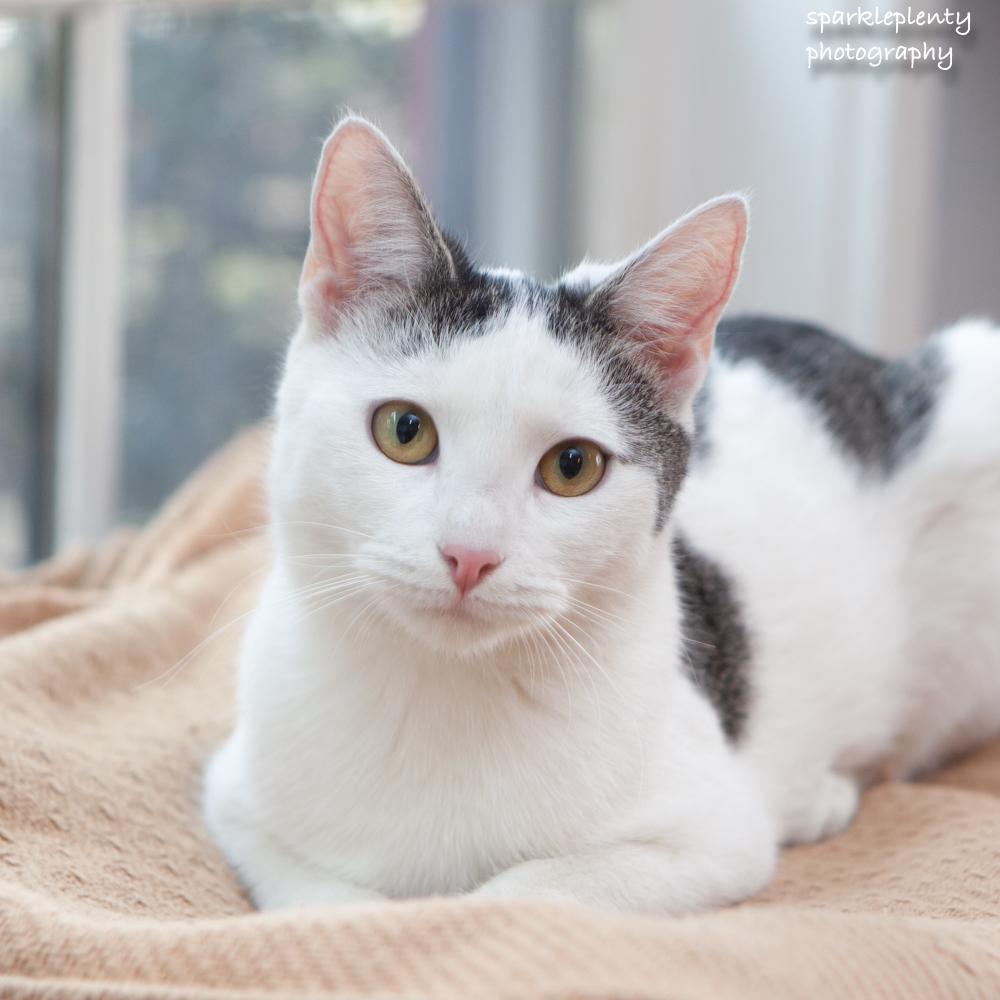 Rory, Adoptable, Young Female Domestic Short Hair.