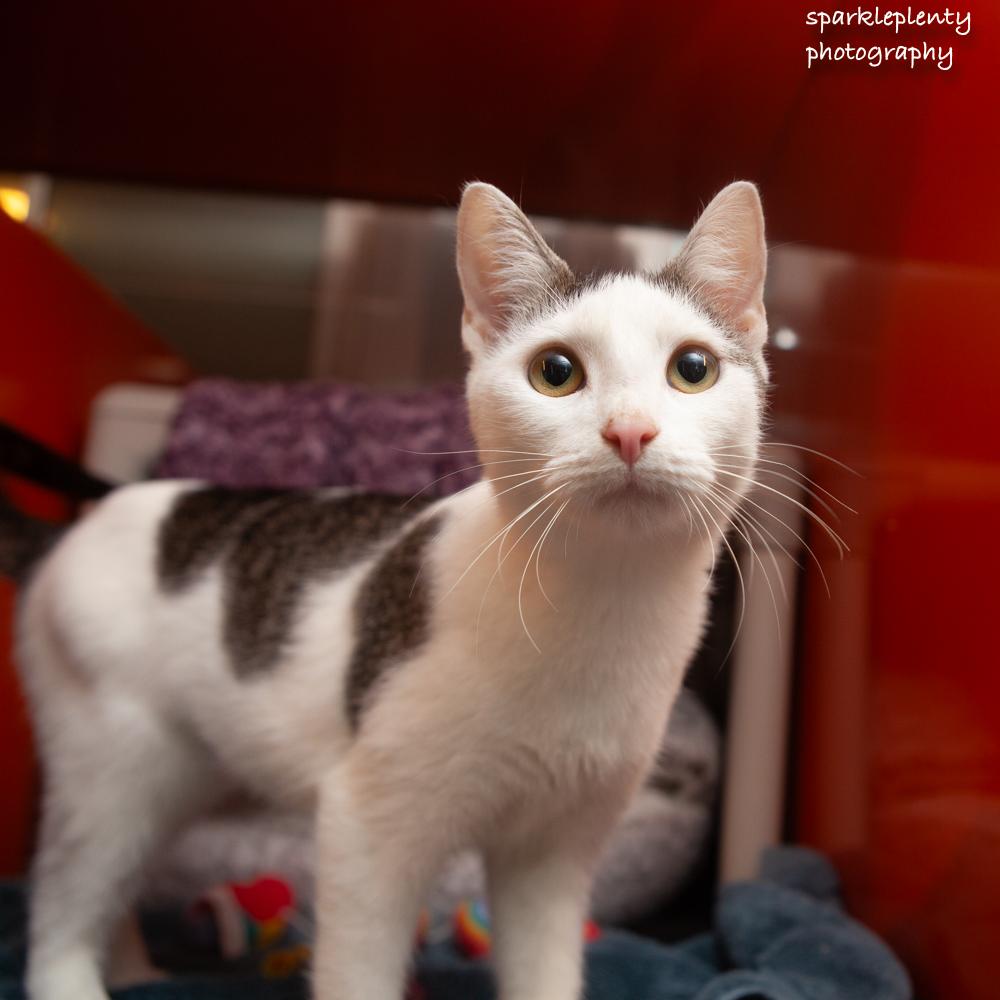 Enlarge Rory, a Adoptable Domestic Short Hair in Ridgefield, CT image 3/4
