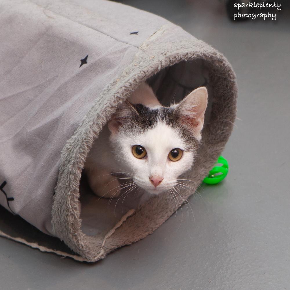 Rory, Adoptable, Young Female Domestic Short Hair.